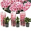 Hydrangea hortensie bicolor 'Camilla' Rosa - 3er Set - ⌀9cm - Höhe 25-40cm