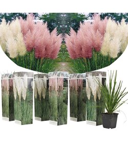 Cortaderia selloana - Mélange de 6 - Blanc & Rose - Pot 9cm - Hauteur 25-40cm