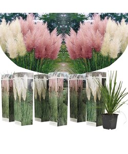 Pampas grass 'Cortaderia' white/pink - Mix of 6 - ø9cm - Height 25-40cm