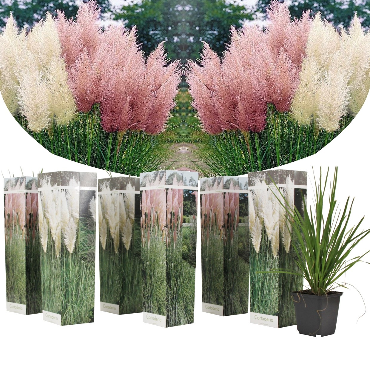 Höhe 25-40cm 6er 9cm - - Mischung Pampasgras - Cortaderia - Topf selloana FloraStore -