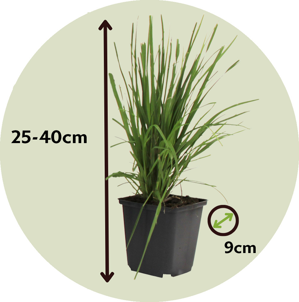 Cortaderia selloana - 6er FloraStore - 9cm - - Höhe Topf - Mischung Pampasgras 25-40cm