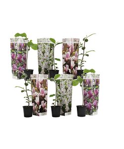 Magnolia - Mélange de 6 - Susan,soulangeana,stellata - Pot 9cm - Hauteur 25-40cm