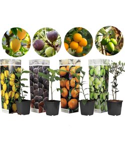 Obstbaumen - 4er Mix - Olive, Zitrone, Feige & Orange - Topf 9cm - Höhe 25-40 cm