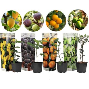 Mediterranean Fruittrees - Mix of 4 - Pot 9cm - Height 25-40cm