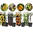 Obstbaumen - 4er Mix - Olive, Zitrone, Feige & Orange - Topf 9cm - Höhe 25-40 cm