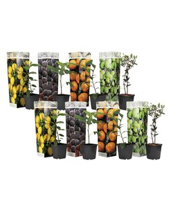 Medi Mix - Set of 8 - Mediterranean Fruit Trees - ø9cm - Height 25-40cm