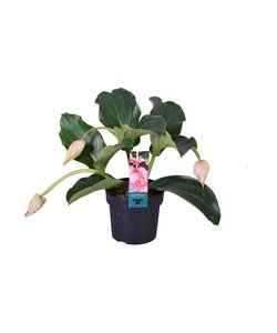 Medinilla Magnifica - Pianta da appartamento fiorita - ⌀ 17cm - Altezza 40-50cm