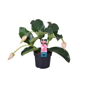 Medinilla Magnifica Pinatubo- Pot 17 cm - Height 40-50 cm