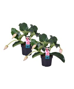 Medinilla Magnifica - 2 stuks - Kamerplant - Trosbloem - ⌀17cm - Hoogte 40-50cm