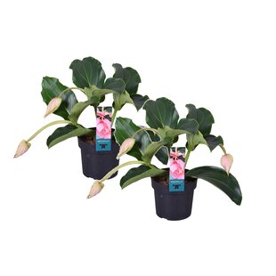 Medinilla Magnifica - 2 stuks - Kamerplant - Trosbloem - ⌀17cm - Hoogte 40-50cm