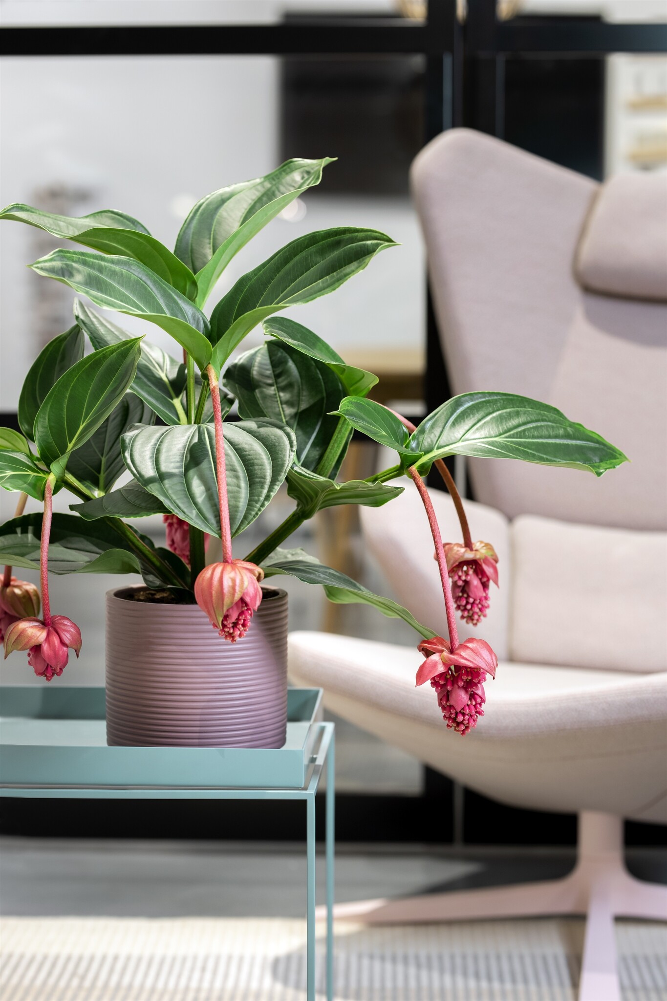 Set di 2 - Medinilla Magnifica - ⌀ 17cm - Altezza 40-50cm - FloraStore