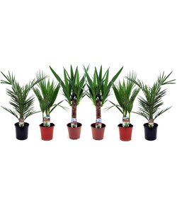 Blanding af 6 palmer - Stueplanter - Phoenix Yucca Washingtonia - Højde 50-70 cm