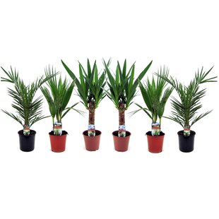 Binnenpalmen - Mix van 6 - Washingtonia - Yucca - Phoenix - H50-70cm