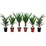 Binnenpalmen - Mix van 6 - Washingtonia - Yucca - Phoenix - H50-70cm