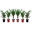 Blanding af 6 palmer - Stueplanter - Phoenix Yucca Washingtonia - Højde 50-70 cm