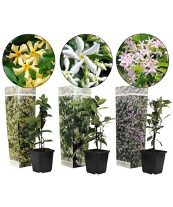 Trachelospermum Jasminoides - 3er Mix - Jasmin - Topf 9cm - Höhe 25-40cm