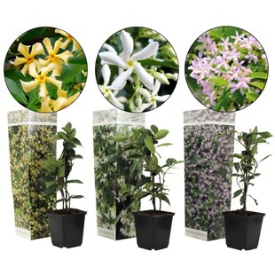 Trachelospernum jasminoides - Mélange de 3 - Jasmin - Pot 9cm - Hauteur 25-40cm