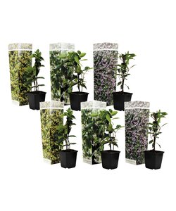 Trachelospernum jasminoides - Set of 6 garden plants - Pot 9cm - Height 25-40cm