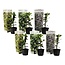 Trachelospernum jasminoides - Set of 6 garden plants - ø9cm - Height 25-40cm