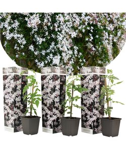 Jasminoides Officinale - Set van 3 - Wit - Jasmijn - Pot 9cm - Hoogte 25-40cm