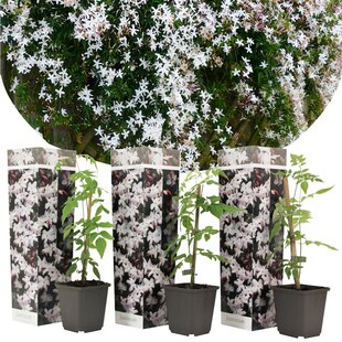 Jasmine 'Jasminum Officinale' - Set of 3 - ø9cm - Height 25-40 cm