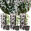 Jasminoides Officinale - Set van 3 - Wit - Jasmijn - Pot 9cm - Hoogte 25-40cm