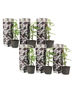 Sambucus nigra 'Black Lace' - Set of 4 - Pot 17cm - Height 25-40cm -  FloraStore