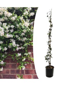 Gelsomino Bianco - Trachelospermum jasminoides - ⌀17cm - Altezza 110-120cm