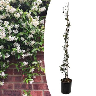 Jasmijn XL - Trachelospermum jasminoides - Pot 17cm - Hoogte 110-120cm