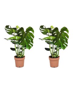 Monstera Deliciosa - Sæt med 2 - Fingerphilodendron - ø21cm - Højde 70-80cm