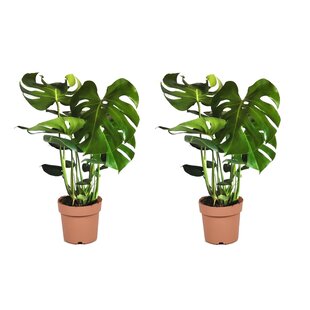 Monstera deliciosa - 2er Set - Fensterblatt - Topf 21cm - Höhe 70-80cm