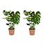 Monstera Deliciosa - Swiss Cheese Plant - Set of 2 - ø21cm - Height 70-80cm