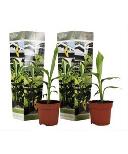 Musa Basjoo - Set de 2 - Plante de banane - Jardin - Pot 9cm - Hauteur 25-40cm