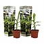 Musa Basjoo - Set of 2 - Banana plant - Garden plant - ø9cm - Height 25-40cm