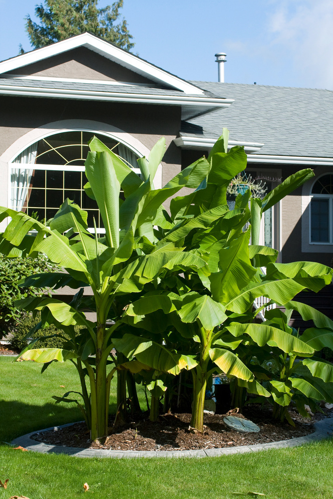 Musa Basjoo 2er Set Bananenpflanze Gartenpflanze Topf 9cm