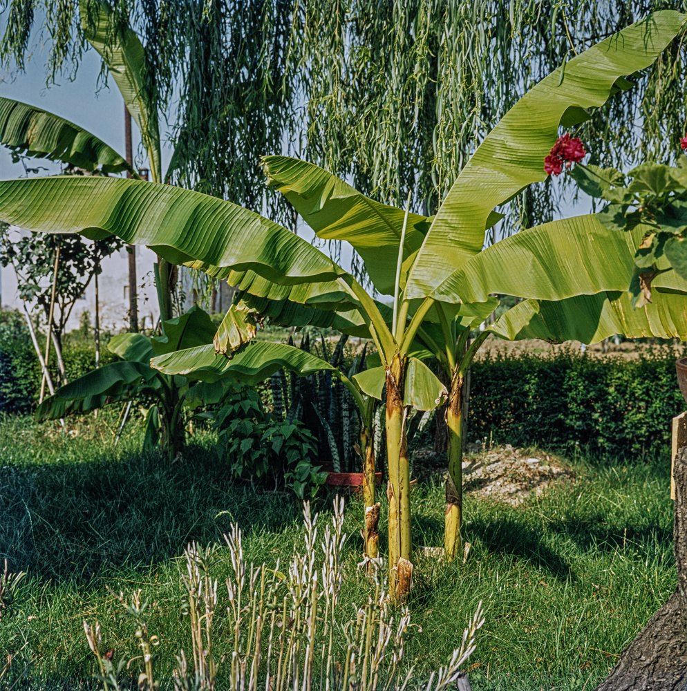 Musa Basjoo 2er Set Bananenpflanze Gartenpflanze Topf 9cm