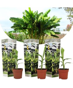 Bananplante 'Musa Basjoo' - Sæt med 3 - Frugttræ - ø9cm - Højde 25-40cm