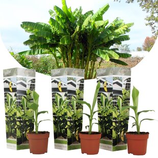 Musa Basjoo - 3er Set - Bananenpflanze - Gartenpflanze - Topf 9cm - Höhe 25-40cm