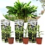 Musa Basjoo - Set de 3 - Plante de banane - Jardin - Pot 9cm - Hauteur 25-40cm