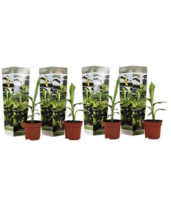 Musa Basjoo - 4er Set - Bananenpflanze - Gartenpflanze - Topf 9cm - Höhe 25-40cm