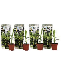 Musa Basjoo - Set de 4 - Plante bananier - Jardin - Pot 9cm - Hauteur 25-40cm