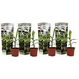 Musa Basjoo - 4er Set - Bananenpflanze - Gartenpflanze - Topf 9cm - Höhe 25-40cm