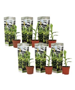 Musa Basjoo - 6er Set - Bananenpflanze - Gartenpflanze - Topf 9cm - Höhe 25-40cm