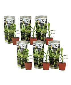 Musa Basjoo - Set de 6 - Plantas de plátano resistentes - ⌀9cm -Altura 25-40cm