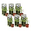 Musa Basjoo - 6er Set - Bananenpflanze - Gartenpflanze - Topf 9cm - Höhe 25-40cm