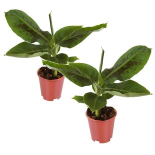 Musa 'Oriental Dwarf' - Set de 2 - Plants de bananes - Pot 12cm - Hauteur 25-40