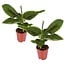 Musa Oriental Dwarf - Set of 2 - Banana Plants - ø12cm - Height 25-40