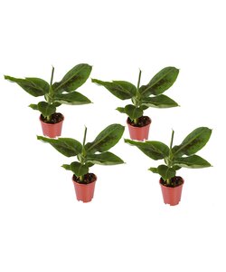 Indoor Banana plant 'Musa Oriental' - Set of 4 - ø12cm - Height 25 cm