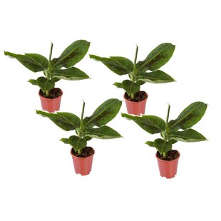 Indoor Banana plant 'Musa Oriental' - Set of 4 - ø12cm - Height 25 cm