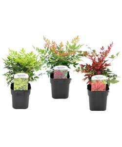 Nandina Lemon Lime, Gulfstream, Obsessed - 3er Mix - Topf 17cm - Höhe 25-40cm